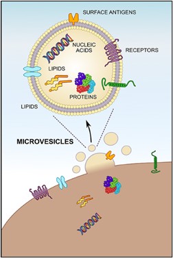 Les microvésicules (MVs) sont libérées par bourgeonnement de la membrane plasmique. Elles sont délimitées par une bicouche lipidique et, d'un point de vue biochimique, sont principalement composées de lipides, de protéines et d'acides nucléiques transférés à partir des cellulesparents . 