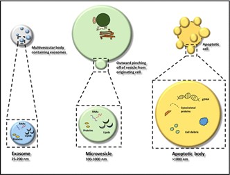 3 types de vésicules extracellulaires : exosomes (petites VE) – microvésicules (VE moyennes) et corps apoptotiques (grandes VE)
