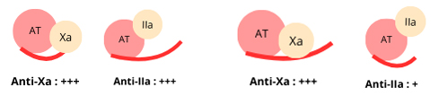 Action anticoagulante des héparines