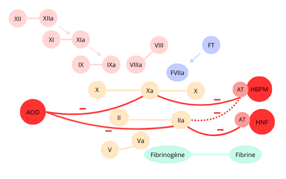 Cascade de la coagulation