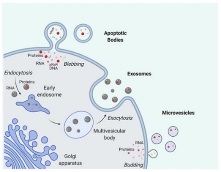 Cellule libérant des vésicules extracellulaires (Cells 2020, 9(10), 2191)