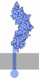 Image of Tissue Factor (TF) which is a transmembrane glycoprotein. 