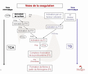 Schéma d'une cascade de la coagulation