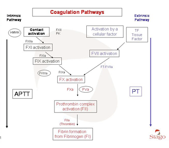 Graphic of coagulation cascade