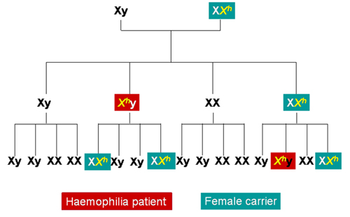 Schema of the origin and transmission of Haemophilia A