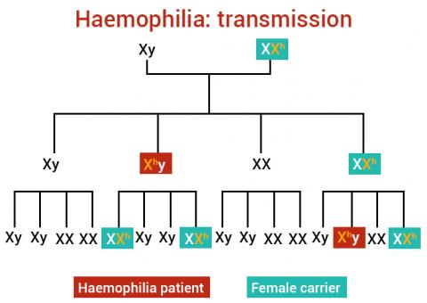 HemophiliaB_Origin_EN_Stago